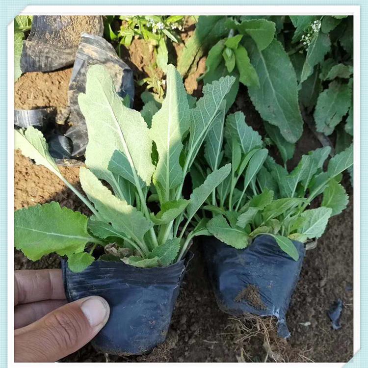 鼠尾草基地 森木基地直售鼠尾草 保质保量鼠尾草