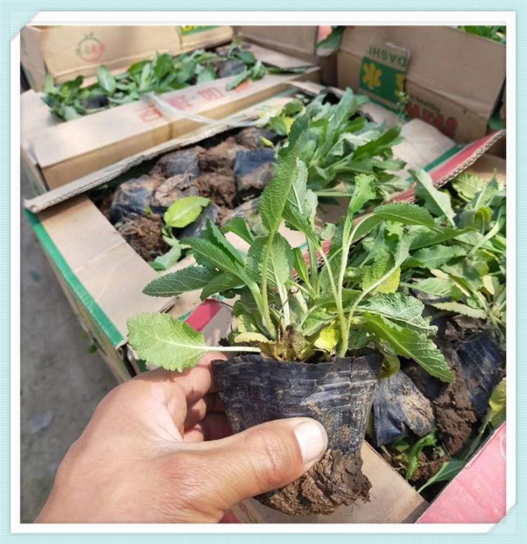 鼠尾草批发商 鼠尾草小苗批发 大量供应鼠尾草