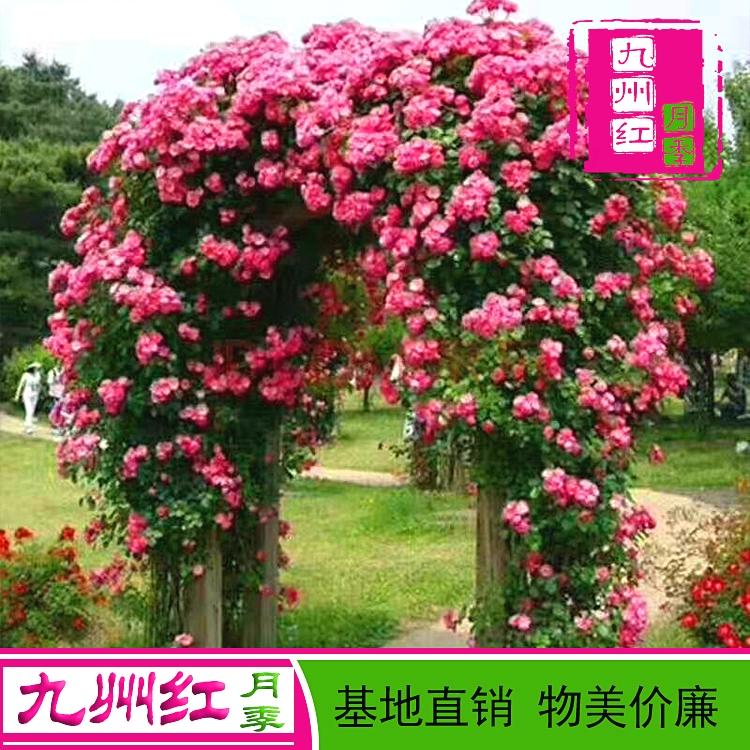 爬藤月季批发哪里有月季批发藤蔓月季基地批发月季花批发藤本月季批发