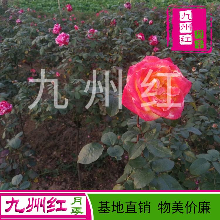 南阳2公分月季树价格3公分树状月季价格三公分高杆月季价格树状月季三公分价格