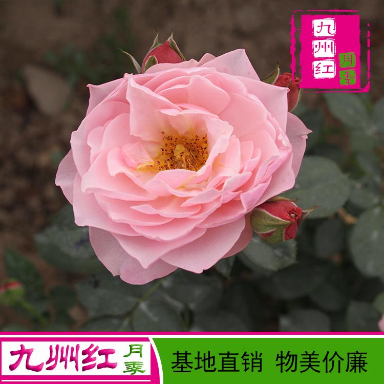 欧月月季批发价格品种月季批发月季批发基地新品种月季批发欧月月季批发大花月季批发品种月季价格方月季价格