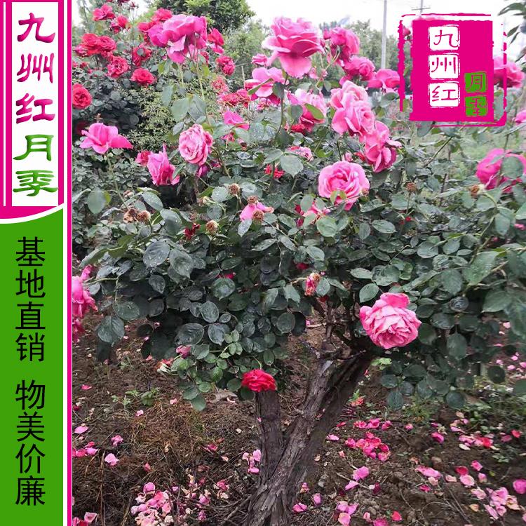 公分月季树价格公分树状月季树价格公分月季树多少钱-九州红月季