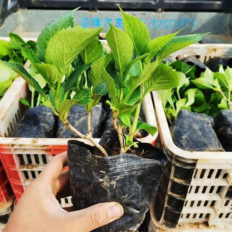 木绣球 山东木绣球基地