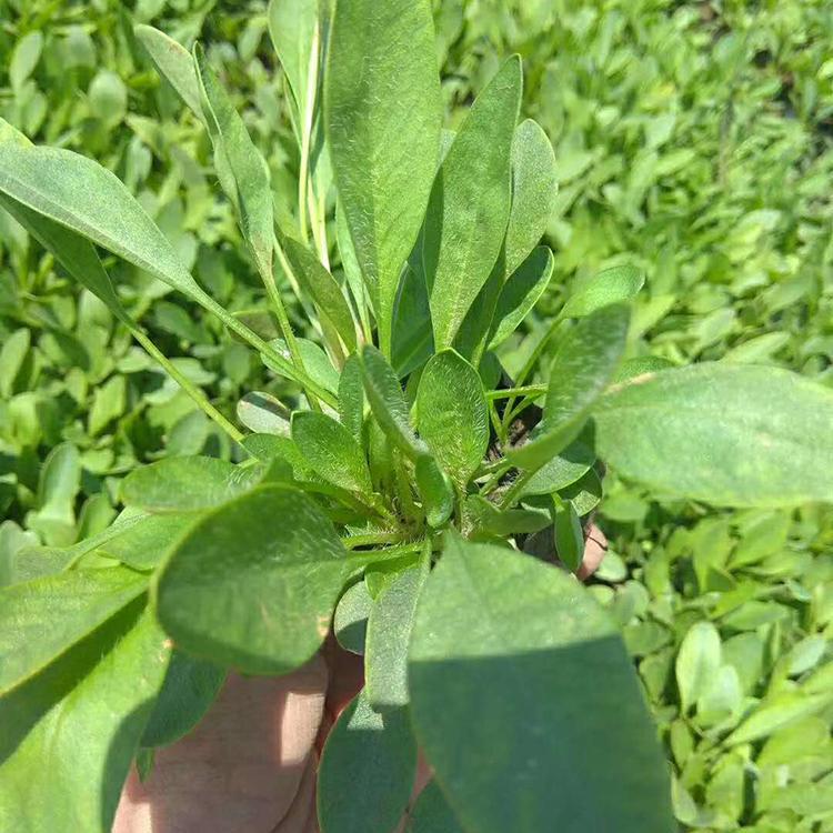 金鸡菊价格 山东草花基地 基地直售