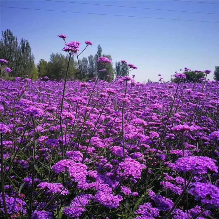 马鞭草小苗直销基地    柳叶马鞭草直销