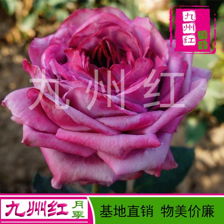 月季花苗批发零售月季小苗批发批发月季花树苗的价格月季树小苗批发价格