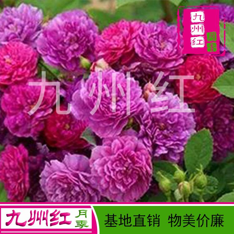 月季苗批发市场月季苗批发价格花卉苗木月季树批发月季小苗批发基地