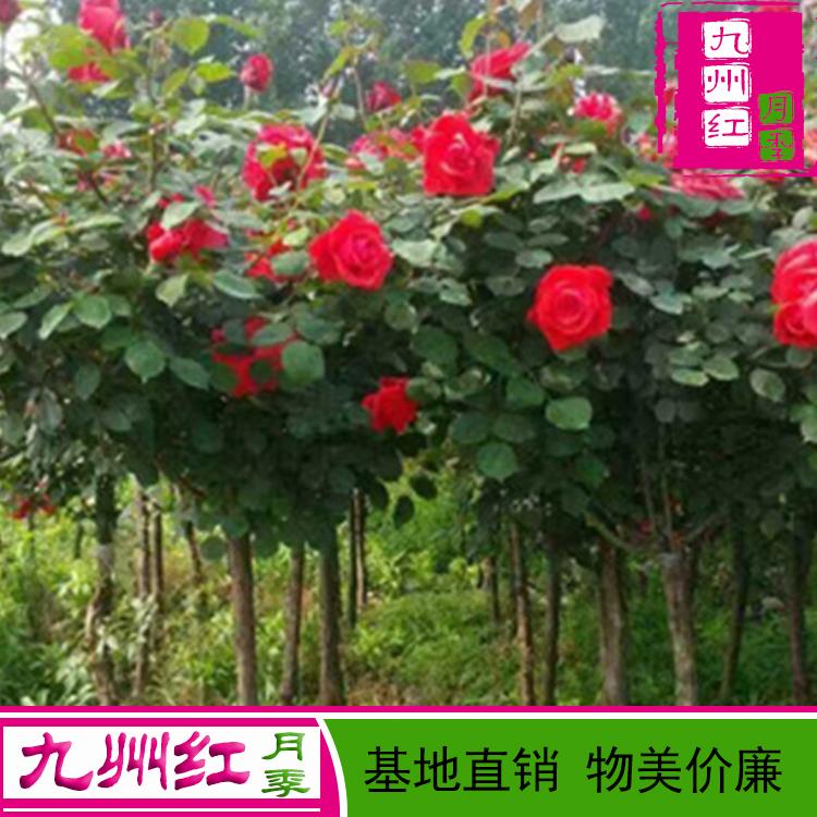 月季花树批发在哪河南月季树批发价格哪里批发树状月季-九州红月季