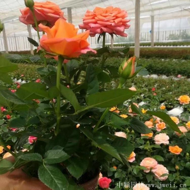 月季价格 大花月季青州基地直供