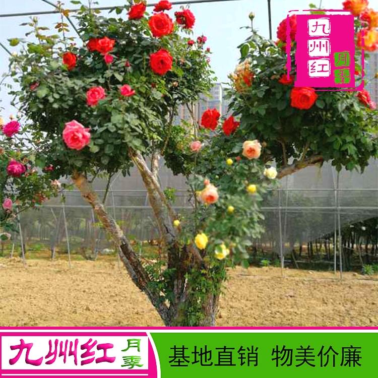 河南树状月季基地南阳树状月季价格表河南月季基地月季树的价格树型月季价格