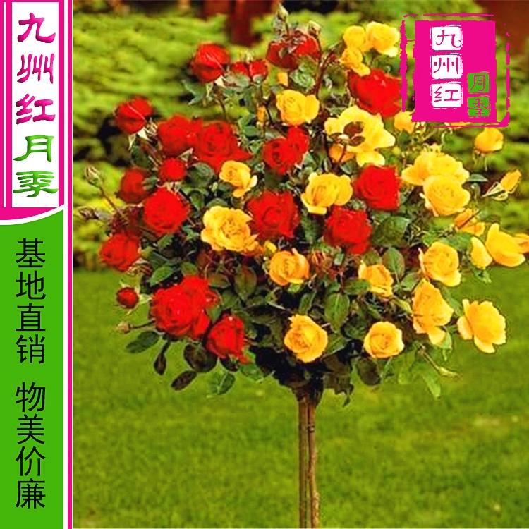 月季树批发树状月季批发基地优质树型月季批发南阳树状月季批发高杆月季批发批发树状月季