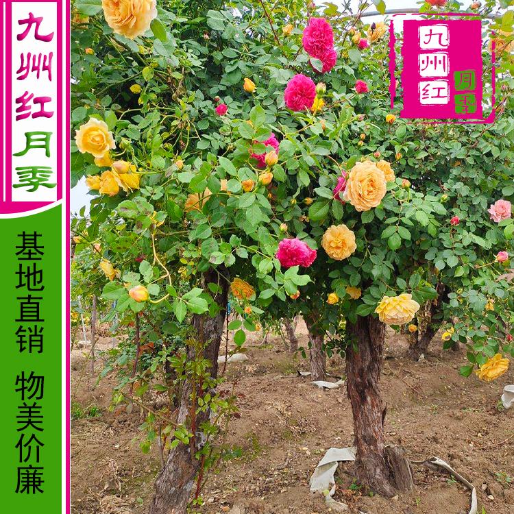 哪里批发树状月季月季花树批发在哪-九州红月季
