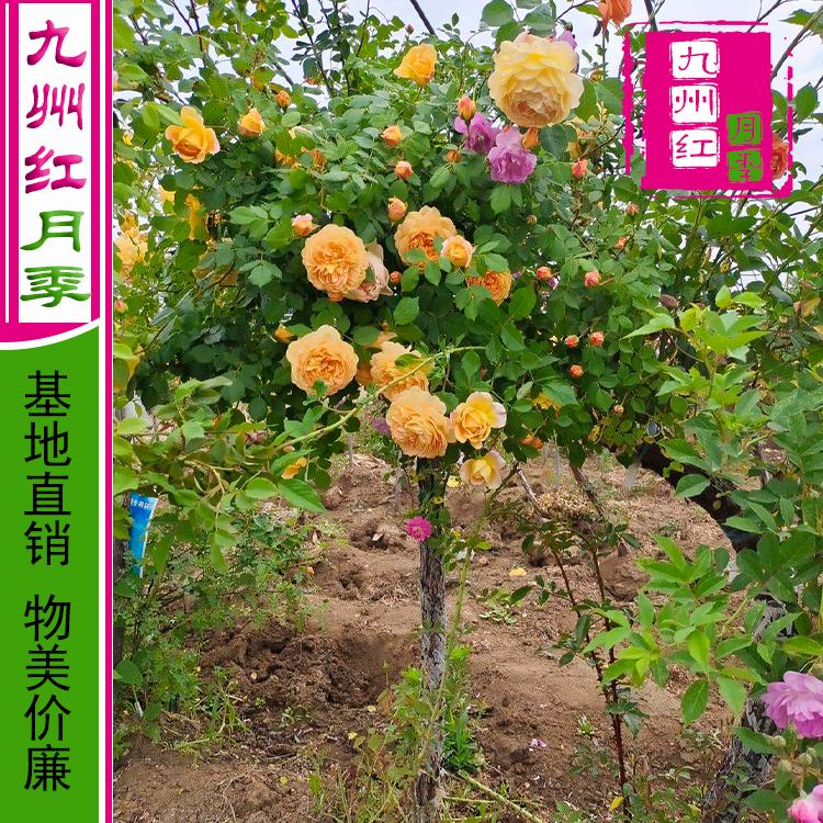 月季批发基地月季花批发批发月季花树苗的价格月季树小苗批发价格-九州红月季