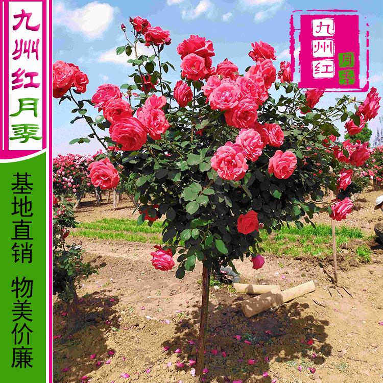 公分月季树价格月季树批发基地月季苗批发基地-九州红月季