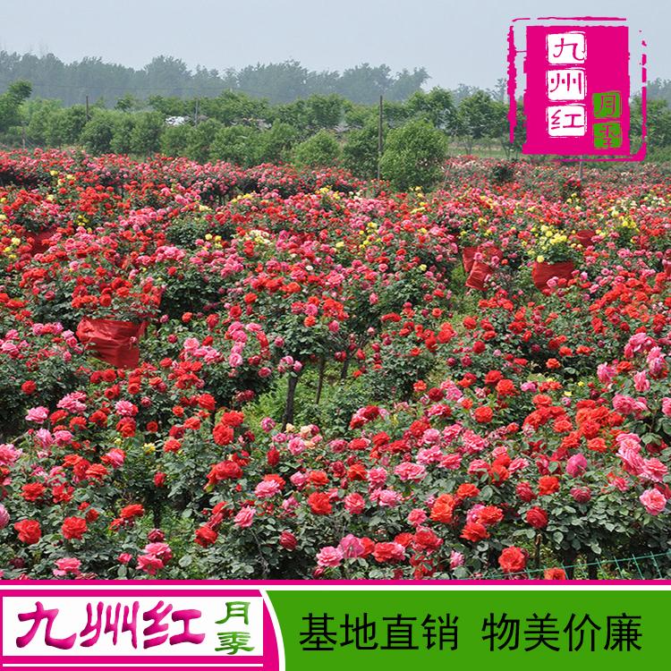 树壮月季树状月季树桩月季树形月季南阳月季基地河南南阳月季花基地-九州红月季