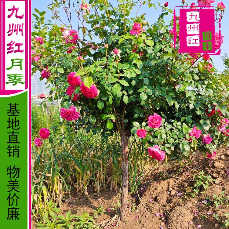 月季树批发价格月季批发高杆月季批发-九州红月季