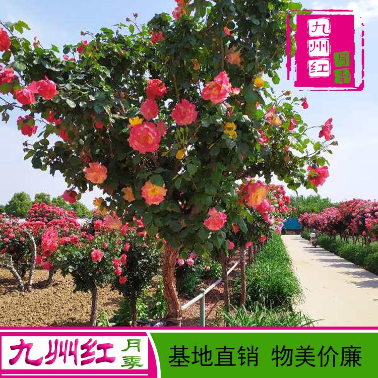 月季盆景老桩价格-九州红月季基地批发直销