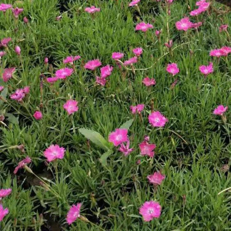欧石竹花海 欧石竹小苗欧石竹销售
