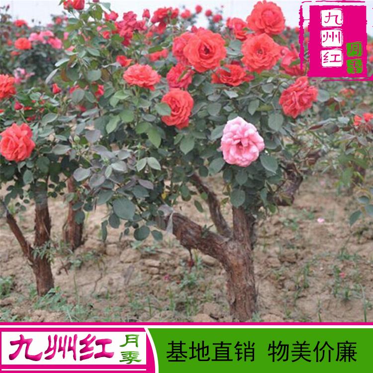 月季树桩价格-九州红月季基地批发直销