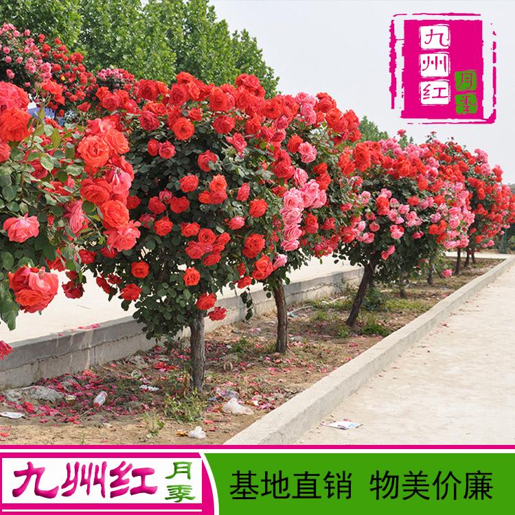 树月季价格独杆月季价格定杆月季树价格北方月季价格月季树的价格树型月季价格-九州红月季