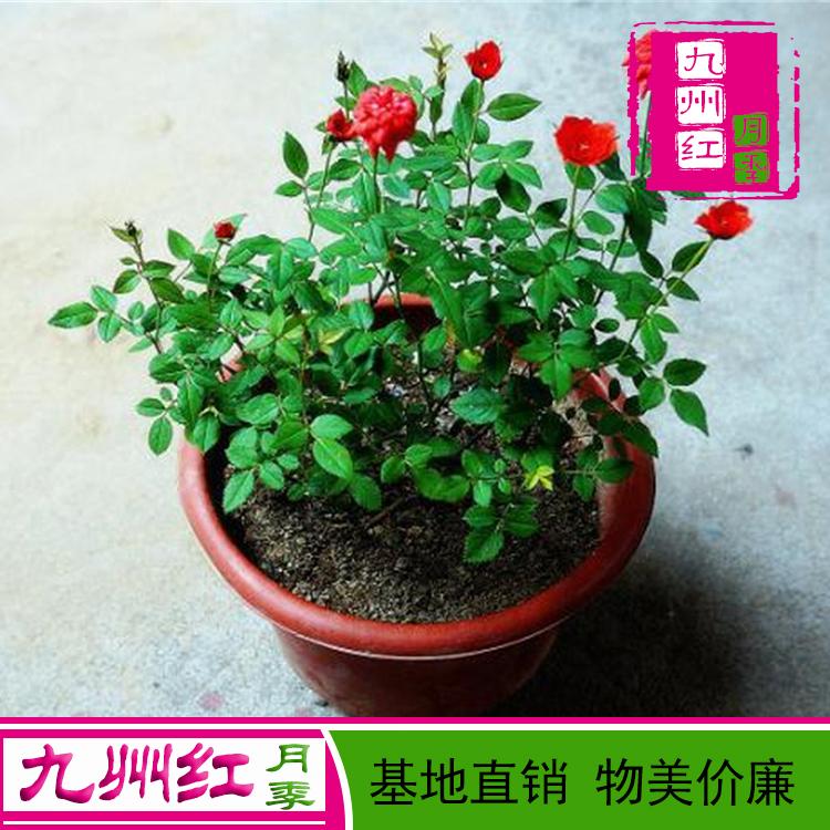 月季盆景批发价格---九州红月季批发