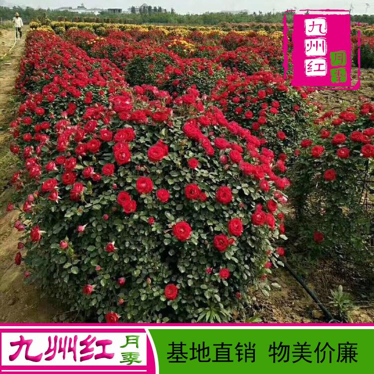 出售各种造型月季-月季球价格--九州红月季