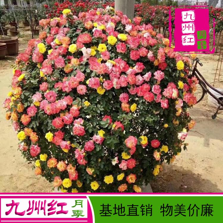 出售各种造型月季-月季球批发--九州红月季