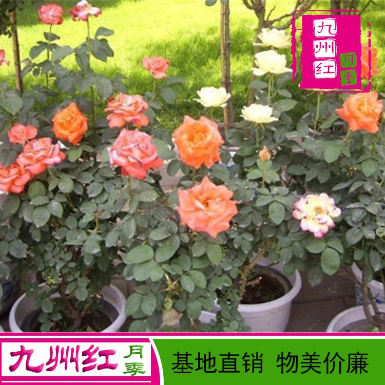 月季盆景价格---九州红月季批发