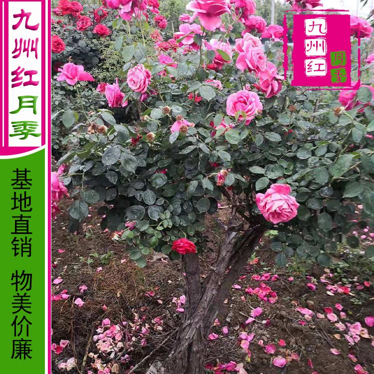月季树基地 月季树批发 月季树批发价格 --九州红月季