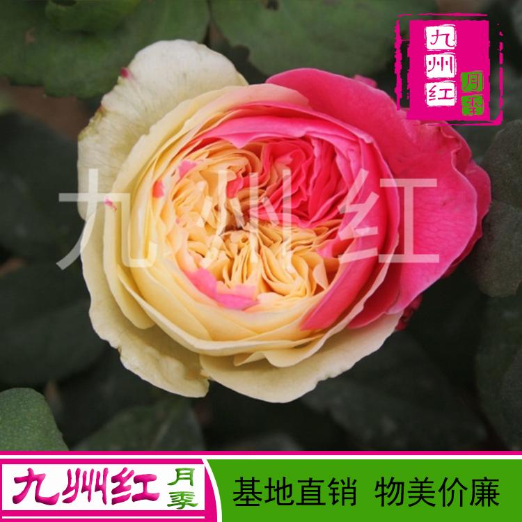 微型月季 切花月季 丰花月季 大花月季 欧月月季 批发价格--九州红万亩月季基地