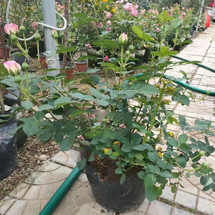 欧月月季行情 青州欧月月季苗 基地直售