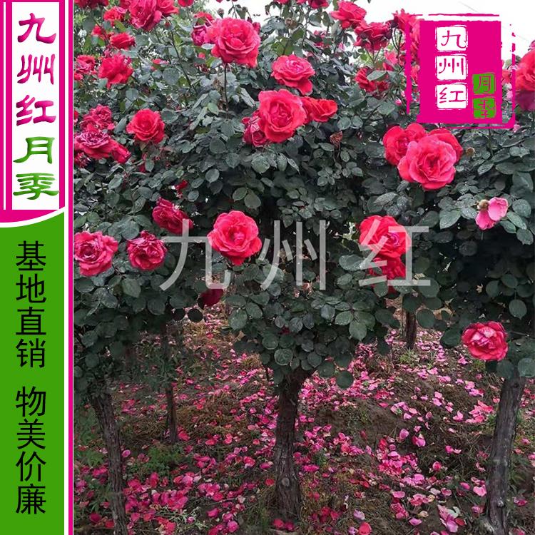 月季树的价格 月季树批发价格 万亩月季基地批发 --九州红月季