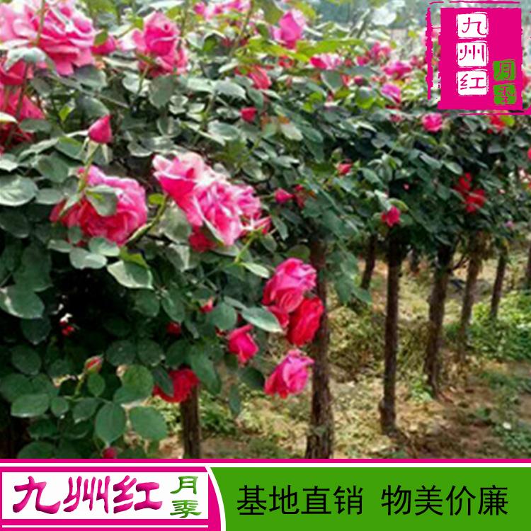树状月季价钱 批发树状月季 大型 树状月季 批发 --九州红月季