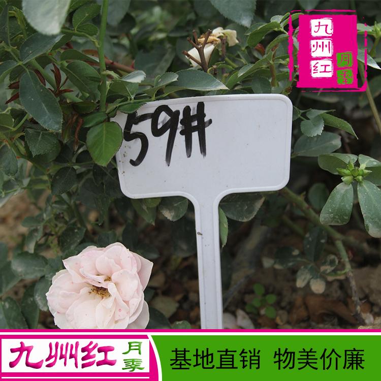 基地大量批发各种规格 月季苗 月季花 月季树 月季球 月季墙 月季花瓶 盆栽月季--九州红万亩月季基地
