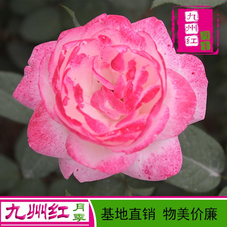 欧月月季苗欧月月季价格-大花月季批发蔷薇苗