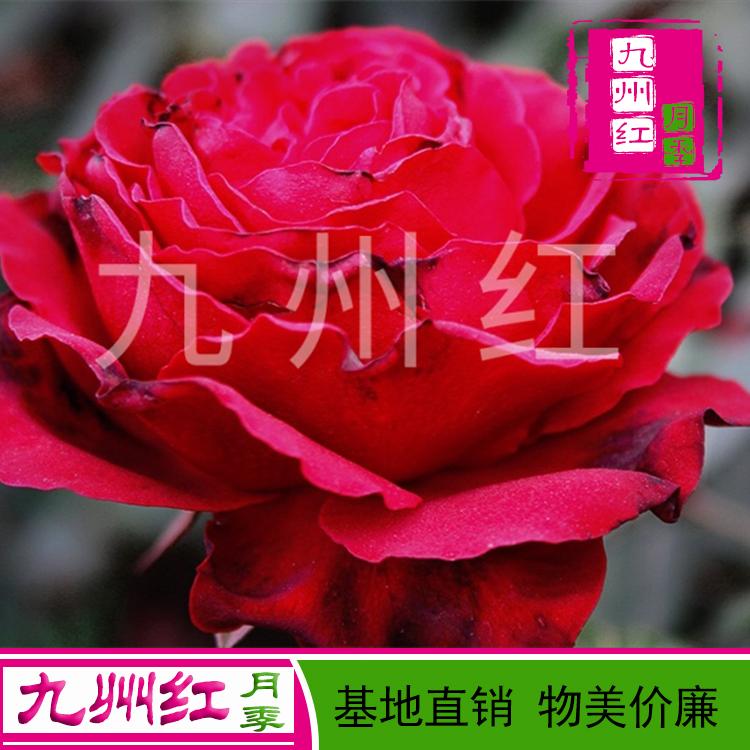 月季批发 哪里有月季花苗批发 月季花种苗--九州红万亩月季基地