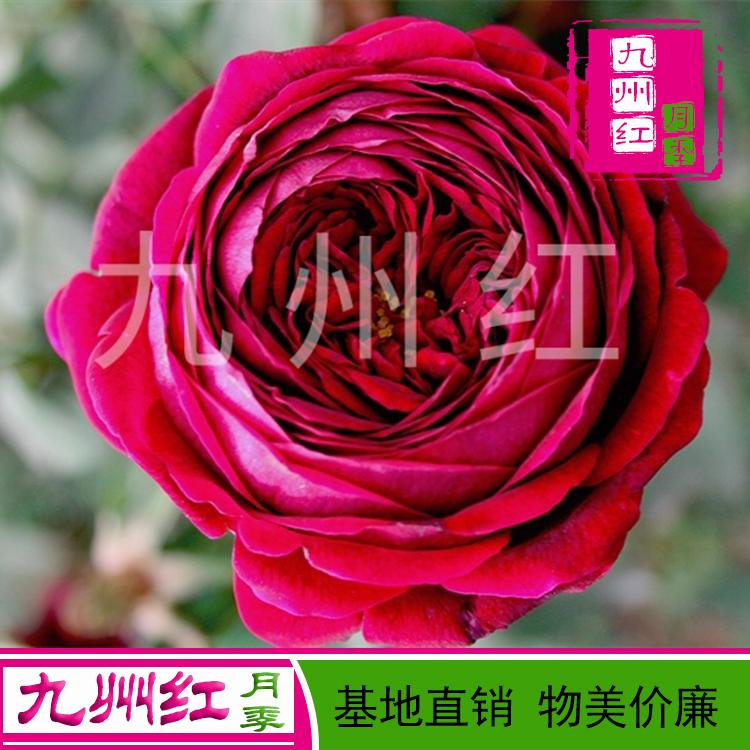 月季种苗 月季小苗价格 月季花批发 月季苗批发--九州红万亩月季基地