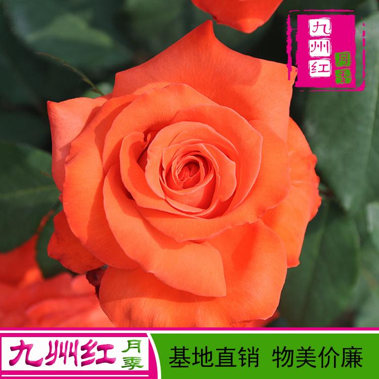 欧月月季批发价格品-九州红月季