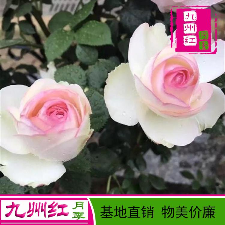 月季小苗批发基地-月季花苗批发零售-月季小苗批发-九州红月季