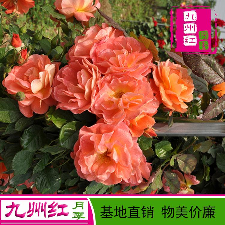 月季批发哪家好-月季花苗批发价格-大花月季批发--九州红月季