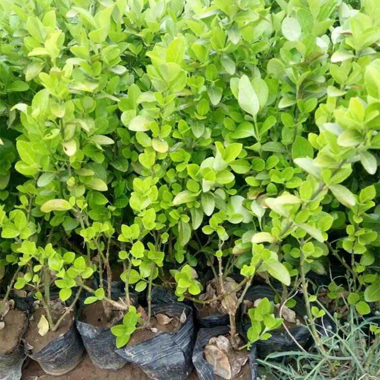 金叶女贞绿化苗 青州绿化苗木种植基地 量大从优