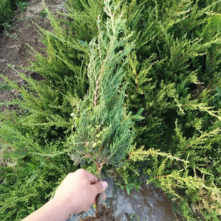苗圃长期供应小龙柏 绿化苗批发供应 小龙柏种植基地