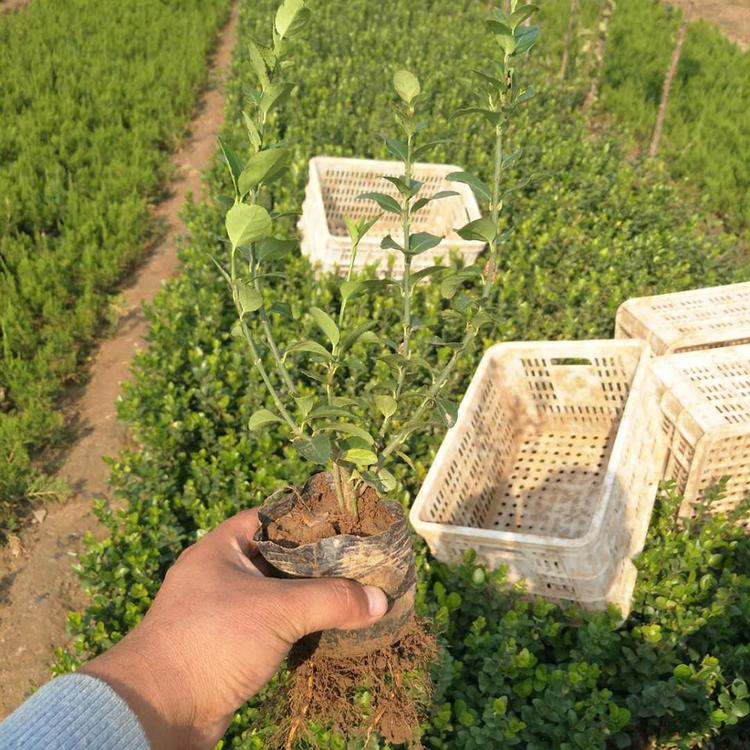 种植卫矛绿化工程苗 卫矛小苗 灌木卫矛基地