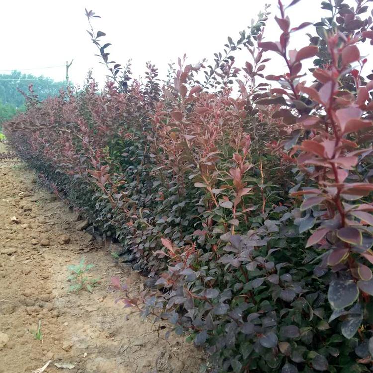 红叶小檗批发 绿化用红叶小檗报价 量大从优 现货供应