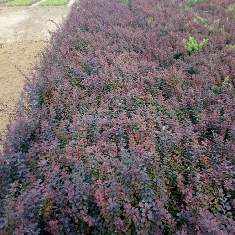 预售好苗中 红叶小檗幼苗  红叶小檗种植基地优惠多多 欢迎致电