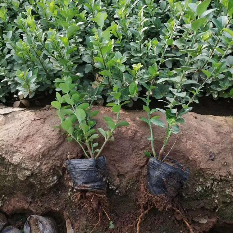 卫矛小苗出售 华北绿化苗木基地_冠鑫卫矛_露地栽培卫矛苗