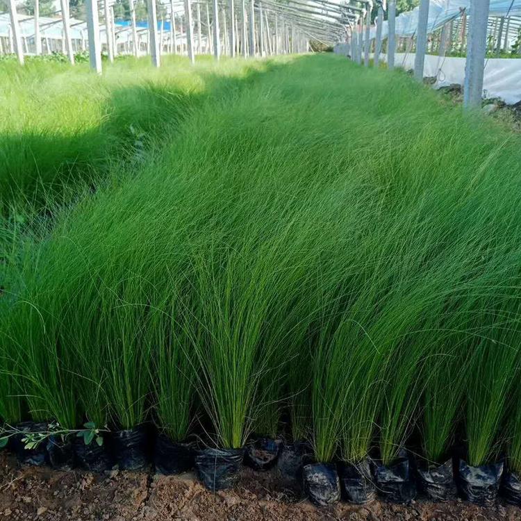 细茎针茅报价 细茎针芒批发 墨西哥羽毛草供应 冠鑫