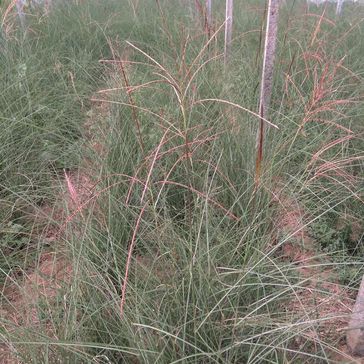 细叶芒量大优惠 批发细叶芒欢迎您来【冠鑫】 细叶芒价格