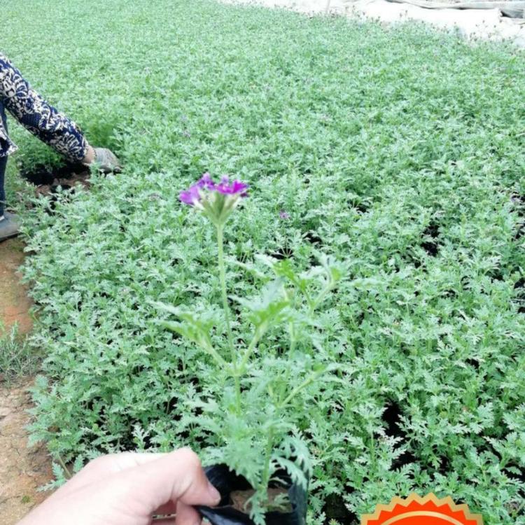 美女樱 小涵花卉  青州草花