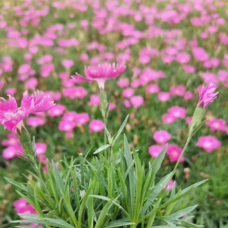 小盆欧石竹 大盆欧石竹 小涵花卉苗木